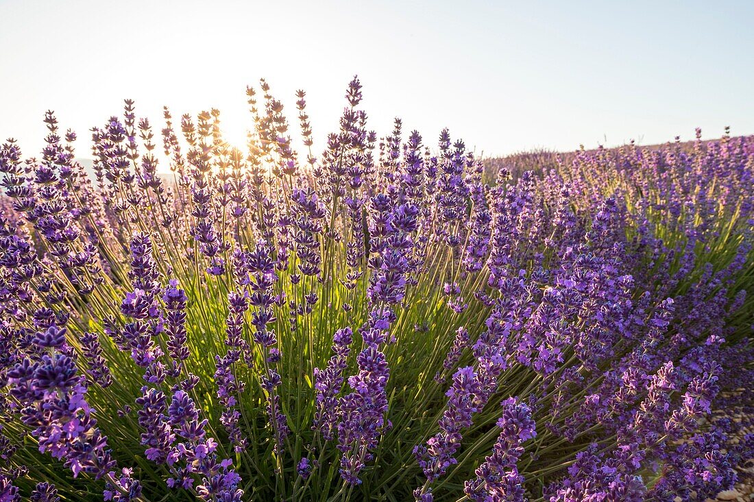 Frankreich, Drome, Drome Provencale, Ferrassieres, Lavendelblüten