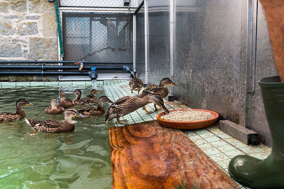 Frankreich, Cotes d'Armor, Rosa Granitküste, Pleumeur Bodou, Grande Island, Ornithologische Station der Liga für Vogelschutz (LPO), Wildlife Care Center, Enten in einem der beiden Freibäder