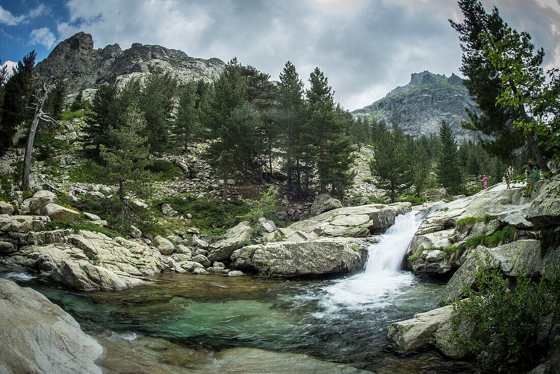 Frankreich, Haute Corse, Corte, Restonica-Tal, der Wildbach Restonica, umgeben von Laricio-Kiefern, bis zu den Schafställen von Grottelle unter einem stürmischen Himmel und dem Gipfel des Lombardiccio