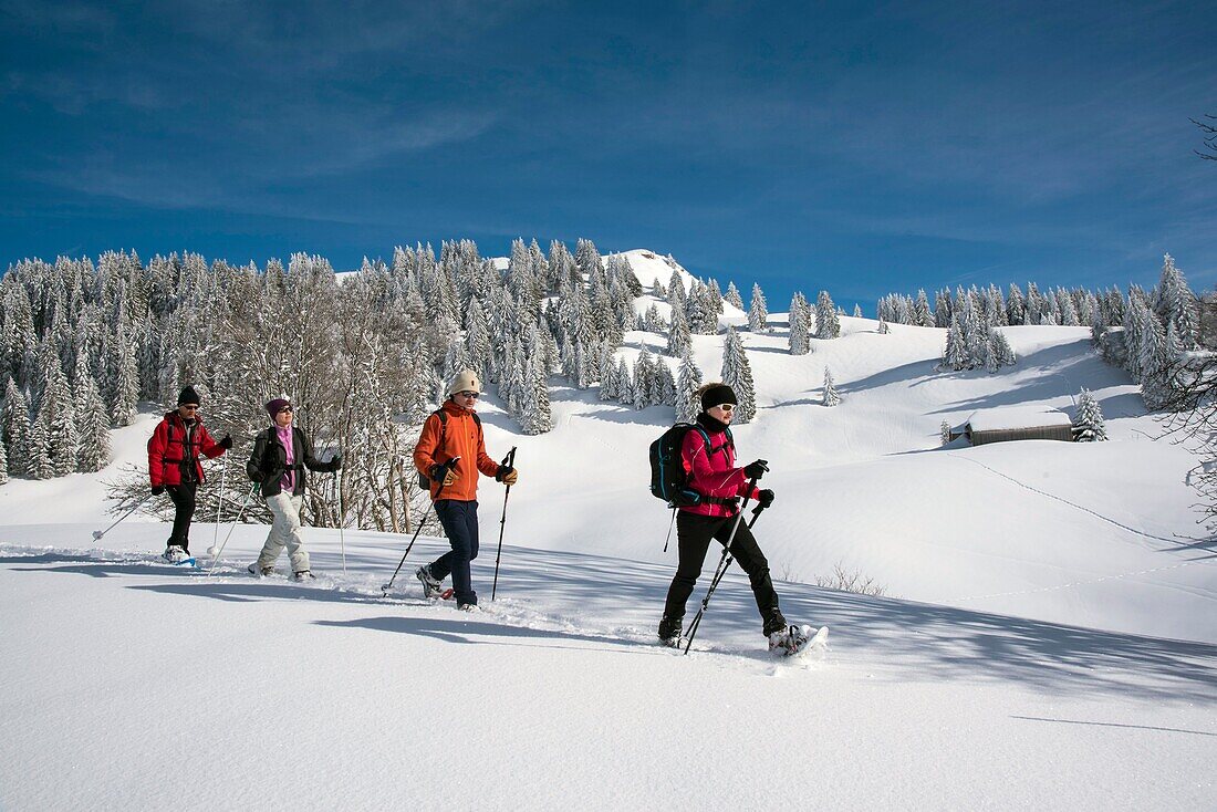 France, Jura, GTJ, great crossing of the Jura on snowshoes, passage of hikers at the foot of the crest of Merle