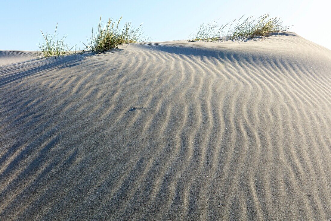 Frankreich, Bouches du Rhone, Regionaler Naturpark Camargue, Saintes Maries de la Mer, Sanddüne