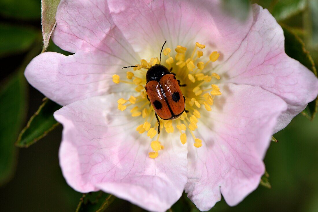 France, Haut Rhin, Orschwihr, Bollenberg hill, Chryptocephalus bipunctatus on briar rose