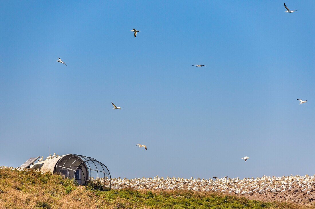 France, Cotes d'Armor, Perros Guirec, colony of gannets (Morus bassanus) on the Rouzic island in the Sept Îles nature reserve, scientific observation station hosting video surveillance in real time of the colony