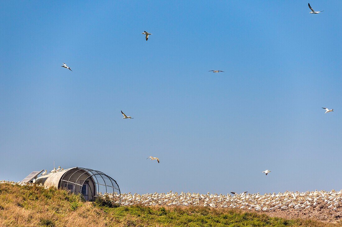 Frankreich, Cotes d'Armor, Perros Guirec, Kolonie von Basstölpeln (Morus bassanus) auf der Insel Rouzic im Naturpark Sept Îles, wissenschaftliche Beobachtungsstation mit Videoüberwachung der Kolonie in Echtzeit