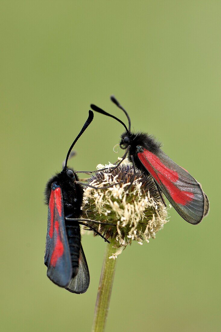 France, Haut Rhin, Orschwihr, Bollenberg hill, Zygaena osterodensis