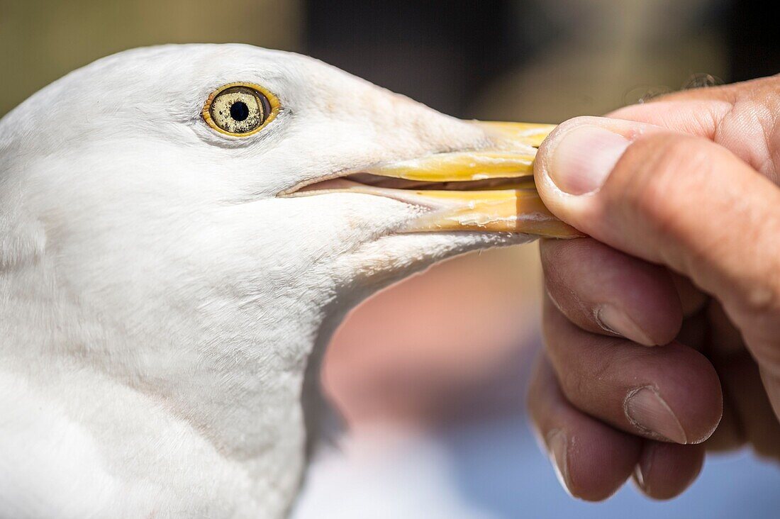 Frankreich, Cotes d'Armor, Rosa Granitküste, Pleumeur Bodou, Grande Island, Ornithologische Station der Liga für Vogelschutz (LPO), Zählen, Wiegen, Zählung und Beringung von Silbermöwen (Larus fuscus) und Heringsmöwen (Larus argentatus) vor der Freilassung größerer Exemplare