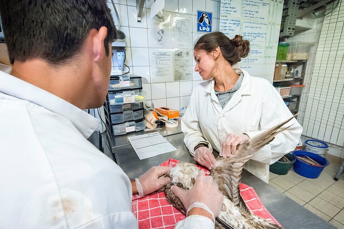 France, Cotes d'Armor, Pink Granite Coast, Pleumeur Bodou, Grande Island, Ornithological Station of the League of Protection of Birds (LPO), Wildlife Care Center, entrance examination of a juvenile gull