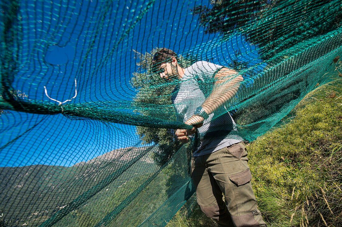 France, Corse du Sud, Sainte Lucie of Tallano, JC Arrii olive grower took over the plantations of very old olive trees of his ancestors, here work of sewing nets for the winter harvest