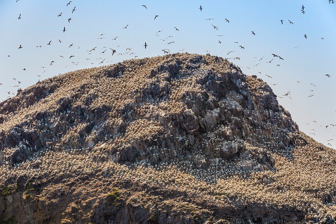 France, Cotes d'Armor, Perros Guirec, colony of gannets (Morus bassanus) on Rouzic island in the Sept Îles nature reserve