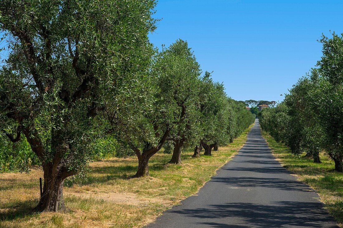 Frankreich, Herault, Meze, von Olivenbäumen gesäumter Weg, der zu einem Weinberg führt