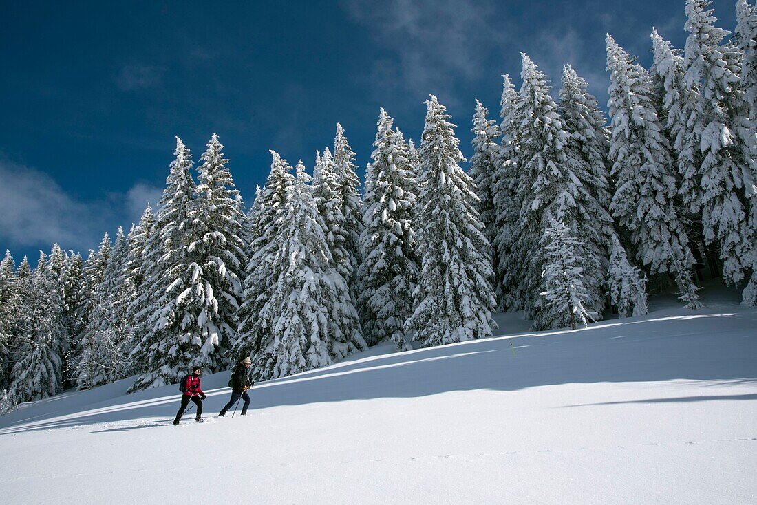 Frankreich, Jura, GTJ große Juraüberquerung auf Schneeschuhen, Passage von Wanderern am Fuße des Kammes von Merle