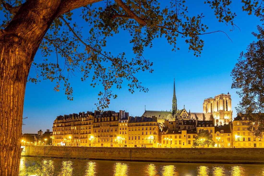 Frankreich, Paris, Seine-Ufer, das von der UNESCO zum Weltkulturerbe erklärt wurde, die Insel Saint Louis und die Kathedrale Notre Dame