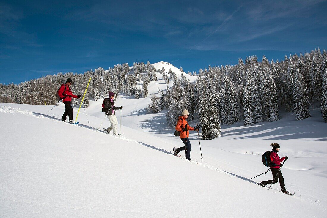 Frankreich, Jura, GTJ große Überquerung des Jura auf Schneeschuhen, Passage von Wanderern am Fuße des Kammes von Merle
