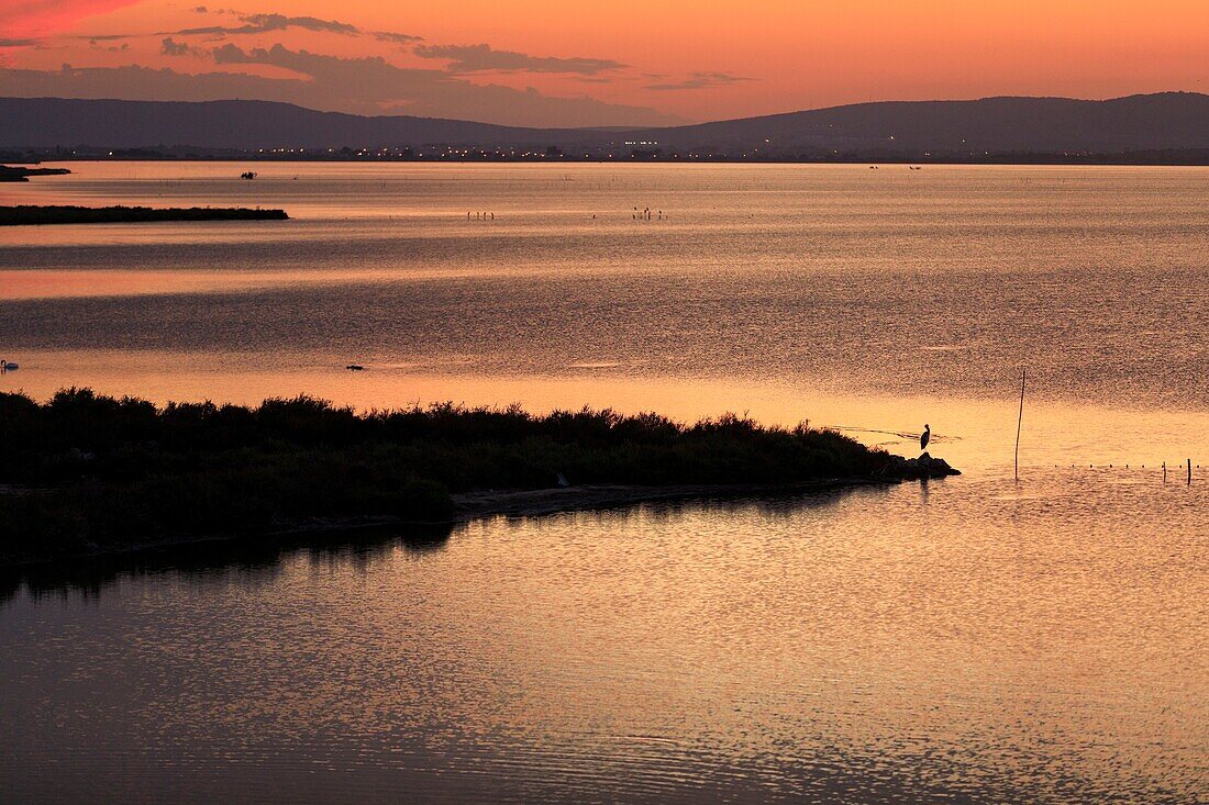 France, Herault, Perols, pond of Perols, heron