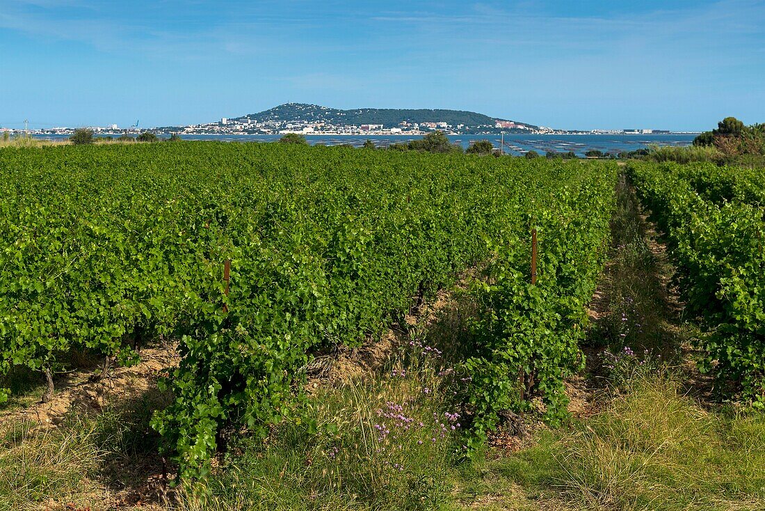 France, Hérault, Loupian, ineyard dominating the lagoon of Thau with the Saint-Clair Mount of Sete in the background