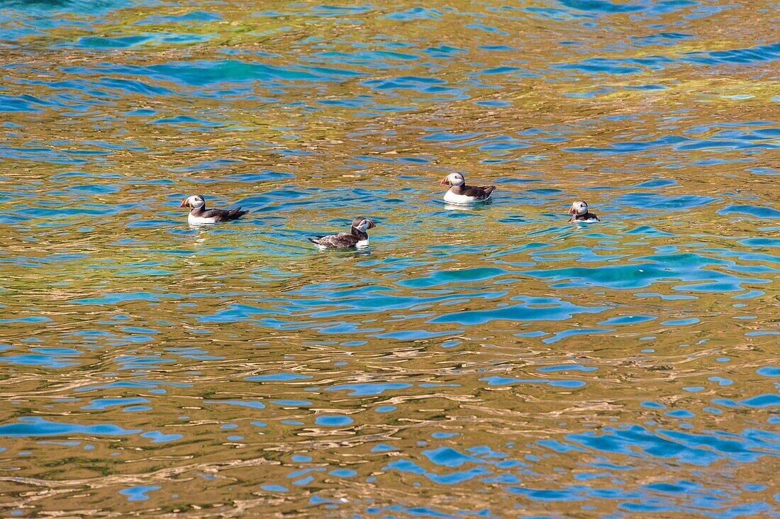 France, Cotes d'Armor, Perros Guirec, Atlantic Puffin (Fratercula arctica) colony on Rouzic Island in the Sept Îles Nature Reserve