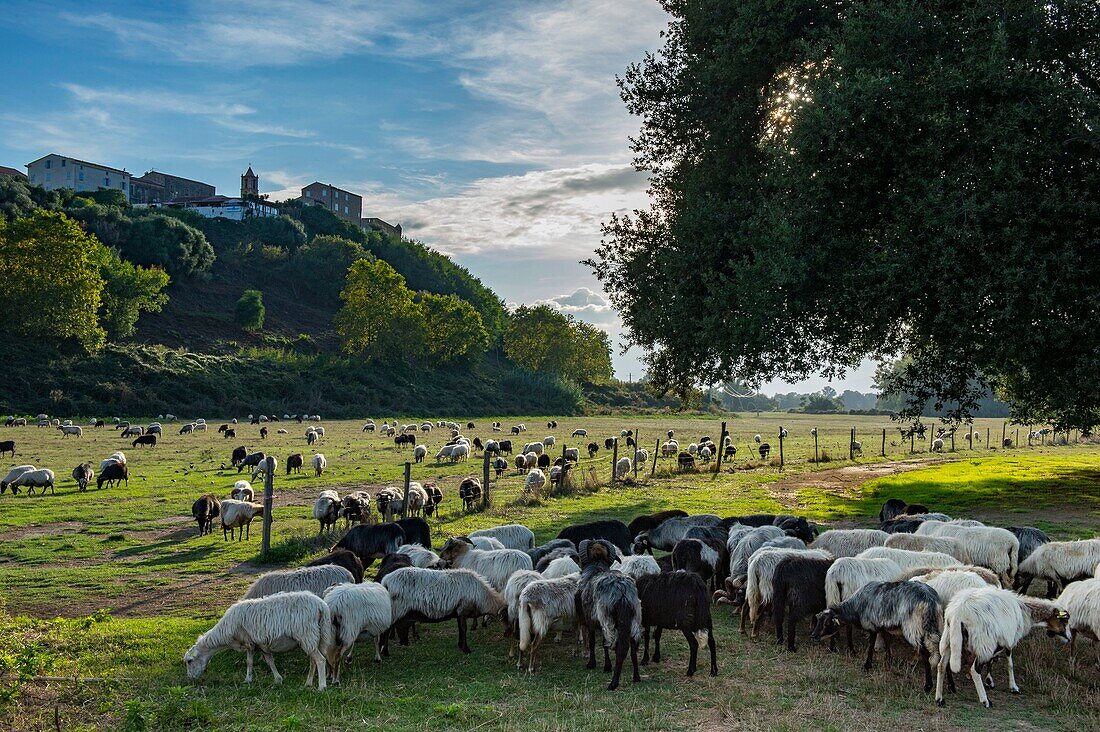 Frankreich, Haute Corse, Aleria, östliche Ebene, Schafherde auf den Wiesen entlang des Flusses Tavignano und der alten genuesischen Festung