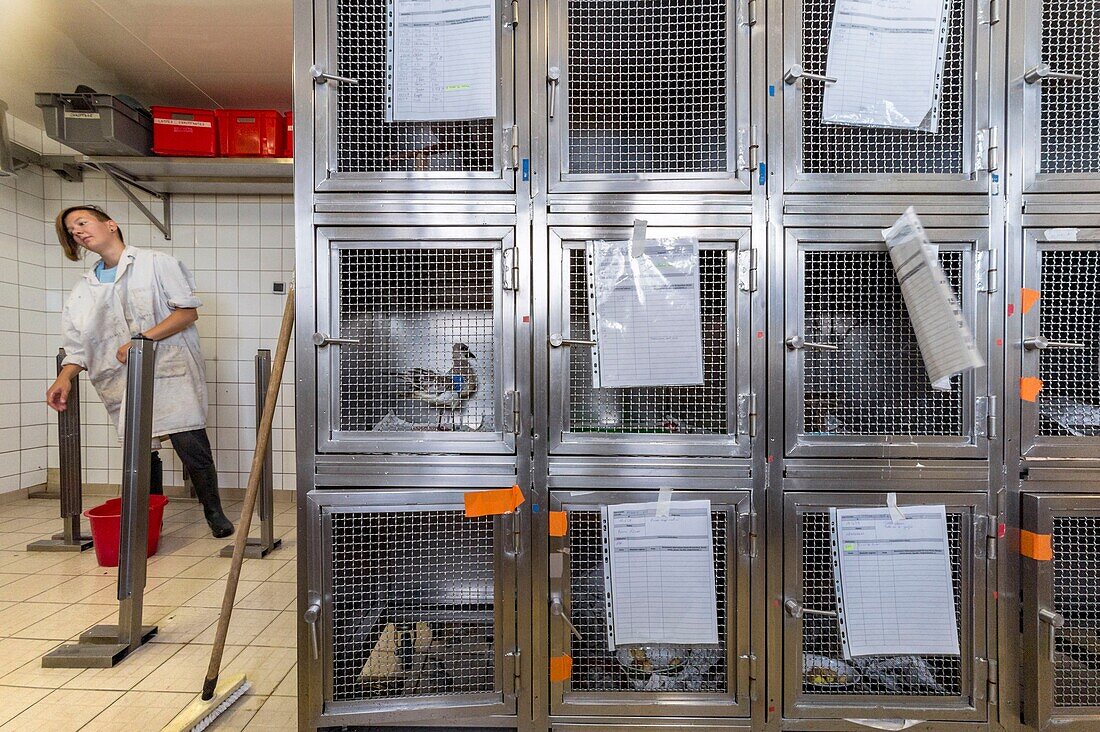 France, Cotes d'Armor, Pink Granite Coast, Pleumeur Bodou, Grande Island, Ornithological station of the League of Protection of Birds (LPO), Wildlife Care Center, box and hutches