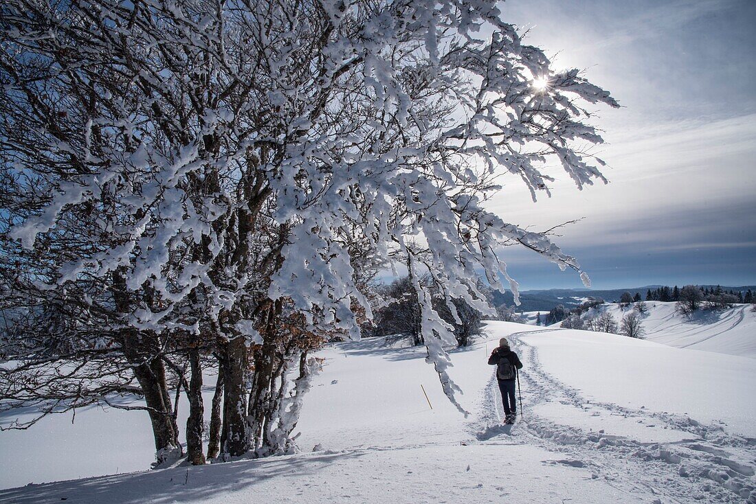 Frankreich, Jura, GTJ, großartige Überquerung des Jura auf Schneeschuhen, Ein Wanderer durchquert majestätische schneebedeckte Landschaften in der Nähe von Molunes