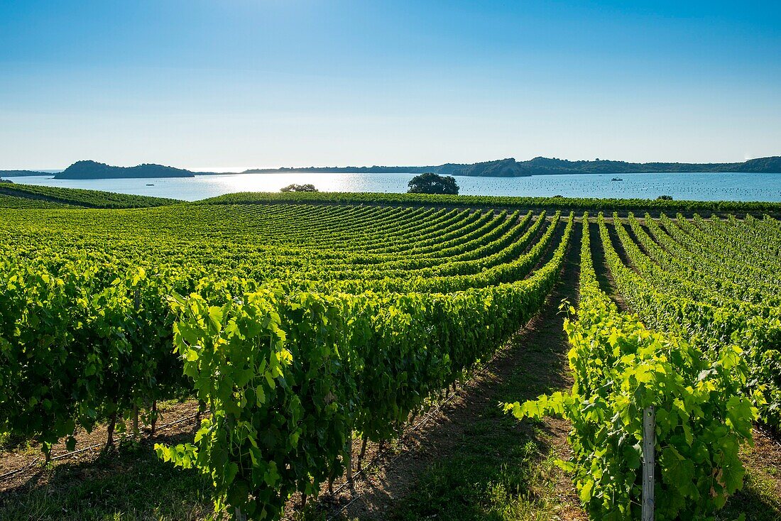 France, Haute Corse, Aleria, eastern plain, the vineyard around the pond of Diana