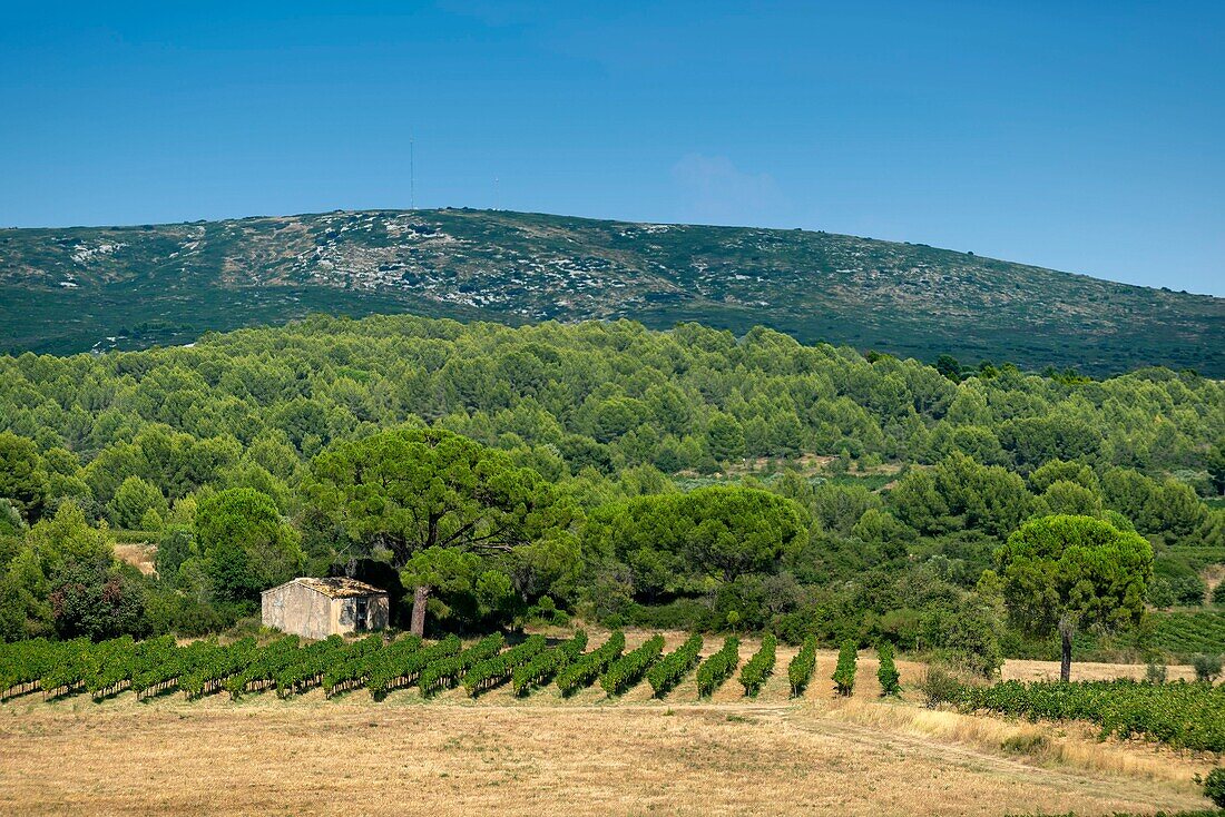 France, Herault, Villeveyrac, Mas of Bayle, house in the middle of vineyards under a stone pine
