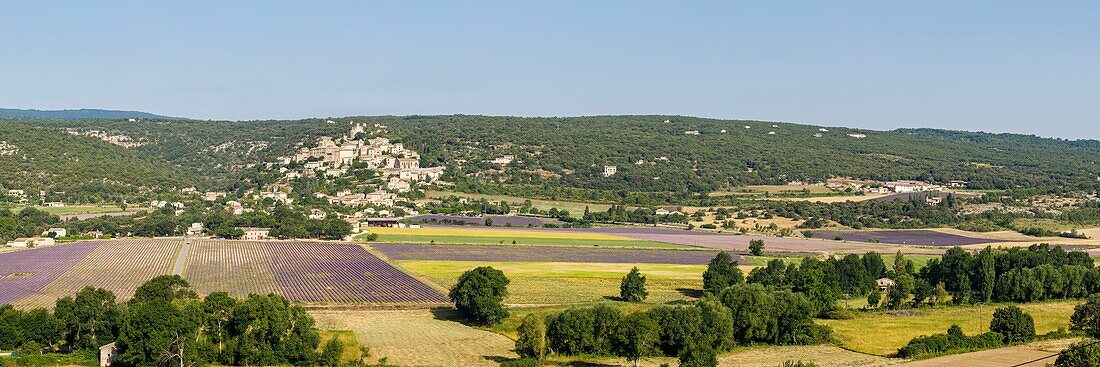 Frankreich, Alpes de Haute Provence, Simiane la Rotonde, Lavendelfeld am Fuße des Dorfes