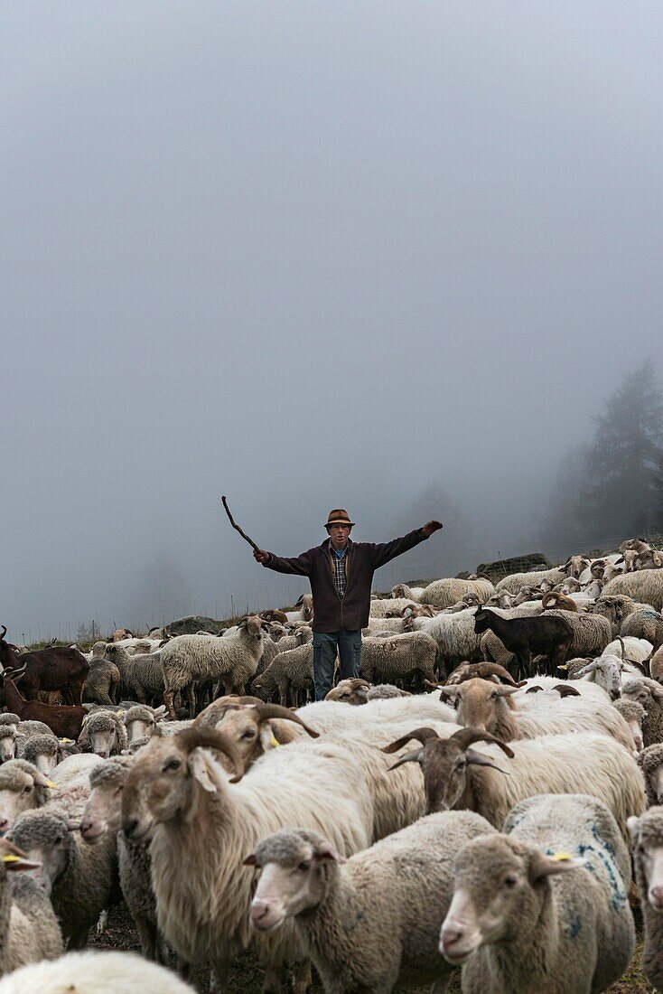 France, Haute Savoie, Chamonix Mont Blanc, village of Argentiere, mountain range of Mont Blanc, Jean-Luc Pitrat, sheperd, mountain pasture of the Pendant, sorting of the herd