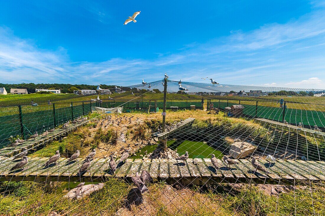 France, Cotes d'Armor, Pink Granite Coast, Pleumeur Bodou, Grande Island, Ornithological Station of the League of Protection of Birds (LPO), counting, weighing, census and ringing of Brown Gulls (Larus fuscus) and Herring Gulls (Larus argentatus) before releasing larger ones