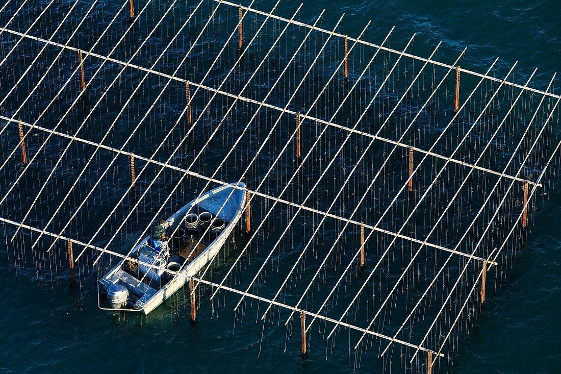 France, Bouches du Rhone, Port Saint Louis du Rhone, Carteau Cove, mussel park (aerial view)