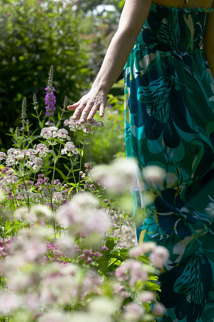 Woman walking next to Astrantia flowers