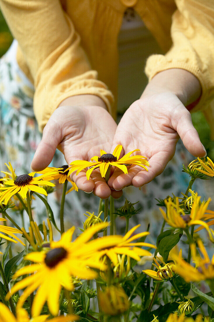 Hands holding black-eyed Susans