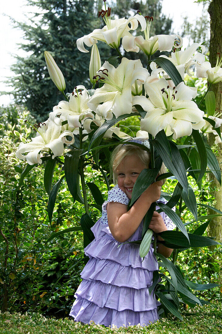 Lilium Pretty Woman