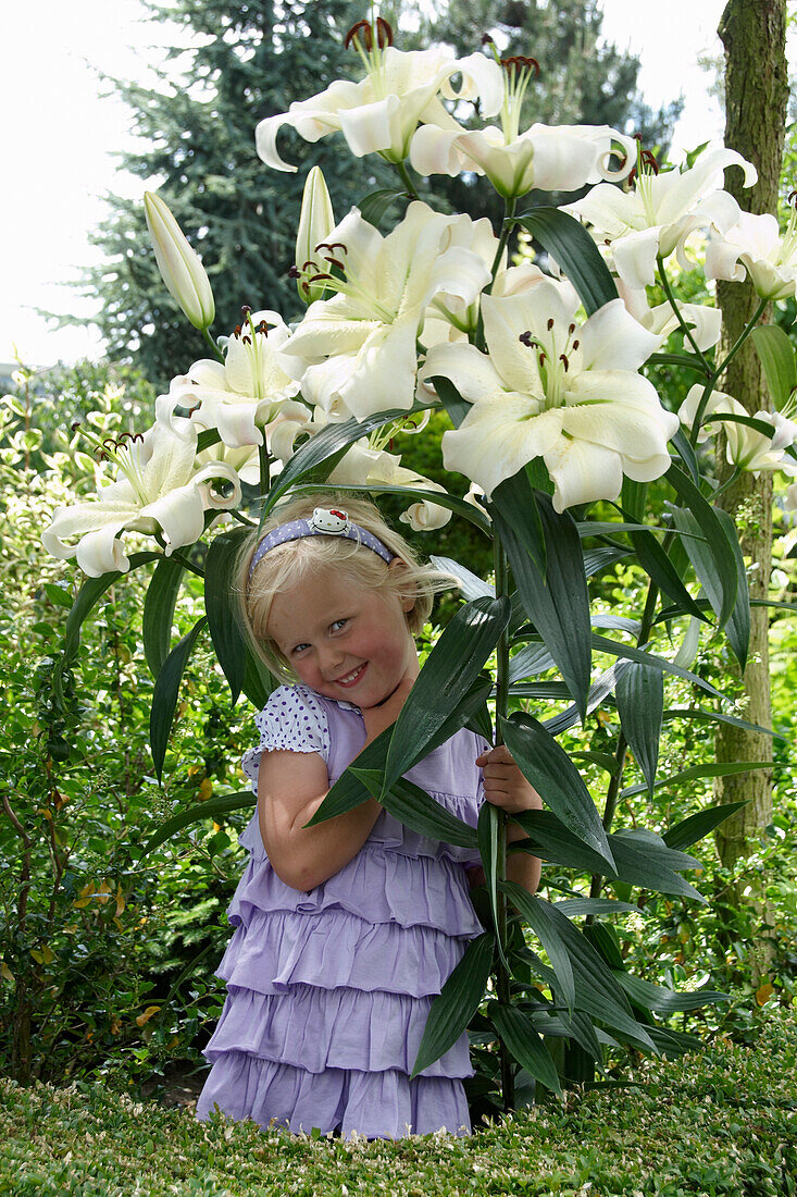 Lilium Pretty Woman