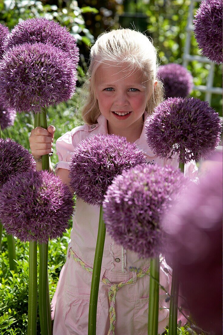 Allium Pinball Wizard