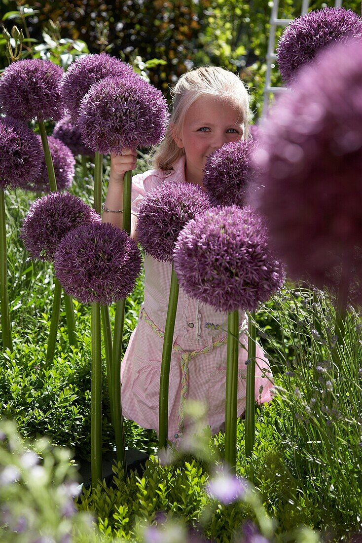 Allium Pinball Wizard