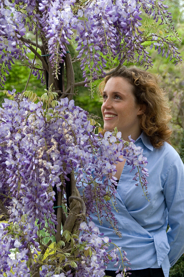 Wisteria sinensis