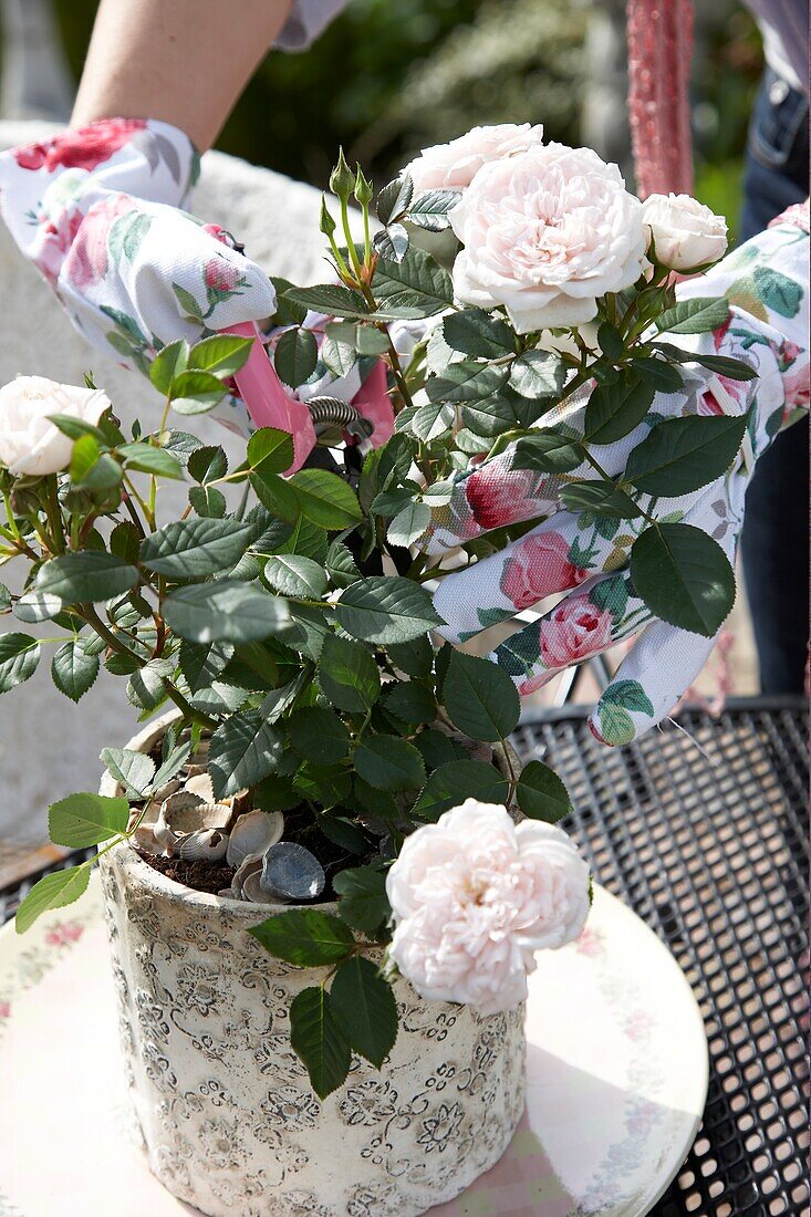 Frau schneidet Rose auf Topf