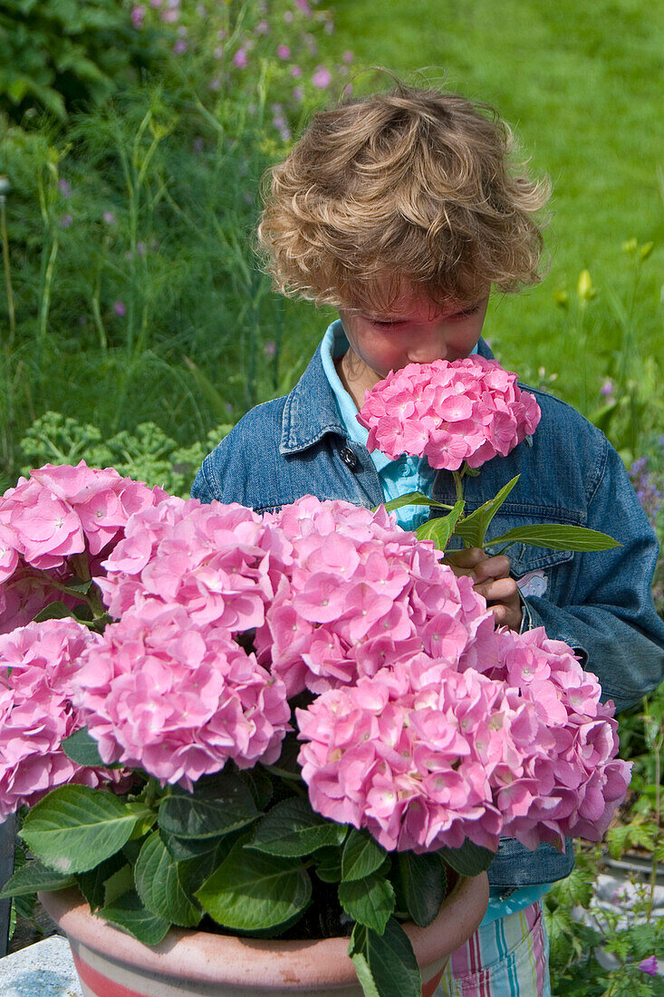 Hydrangea macrophylla