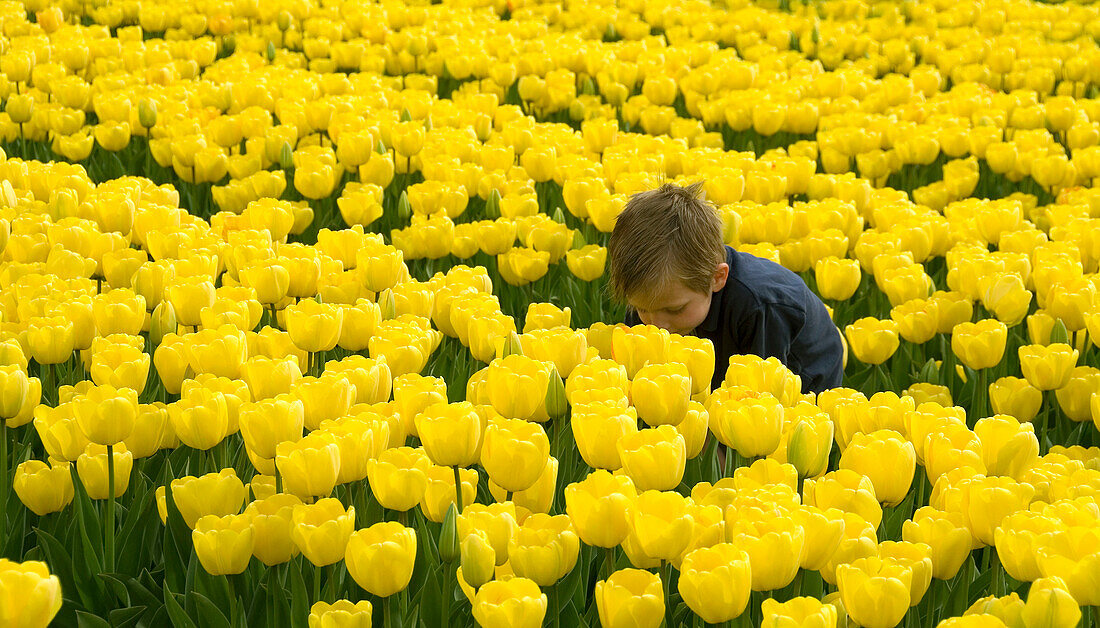 Boy in bulbfield