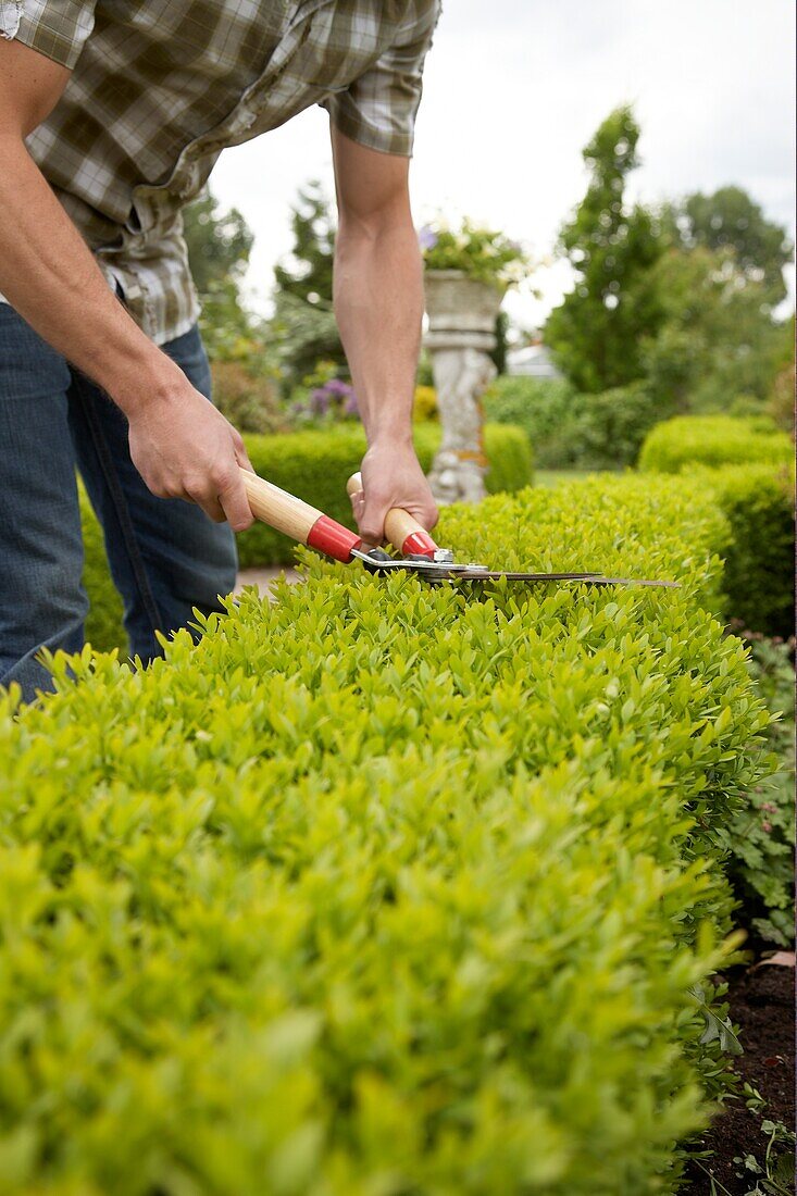 Man trimming buxus hedge