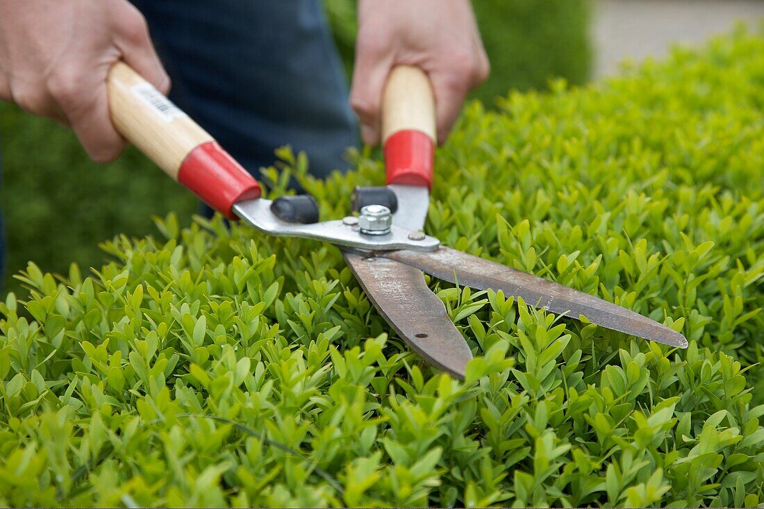 Hands trimming buxus hedge