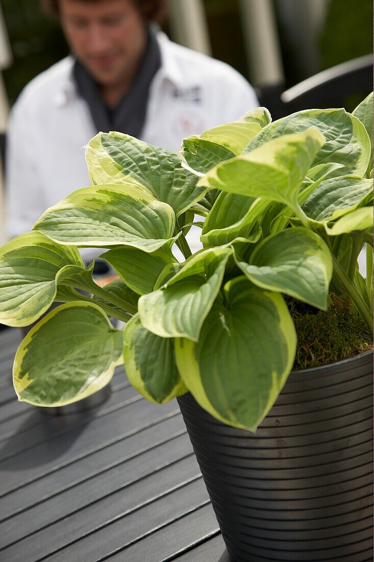 Hosta auf Gartentisch