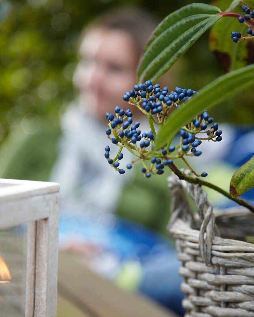 Viburnum auf Gartentisch