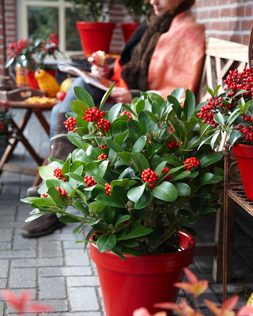 Skimmia japonica Olympische Flamme