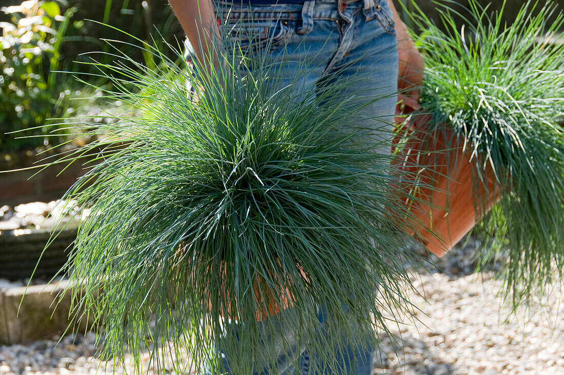 Festuca glauca Intense Blue