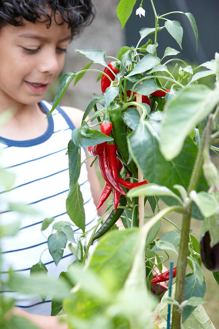 Boy holding Capsicum annuum