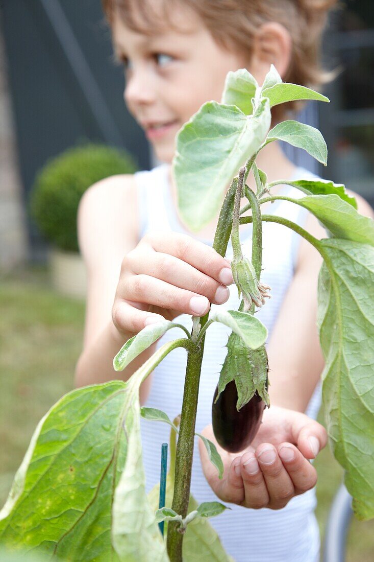 Boy holding Solanum melongena