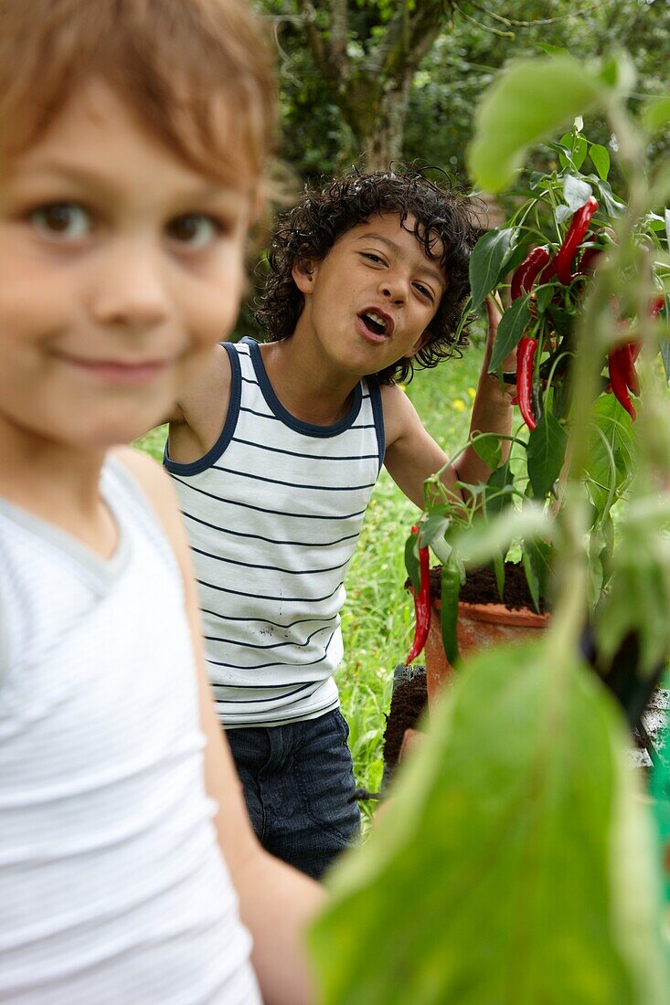Boy with red pepper plant