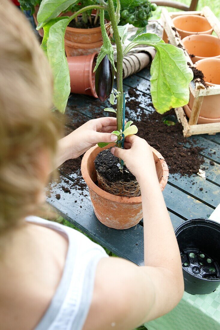 Nachtschattengewächs (Solanum melongena)