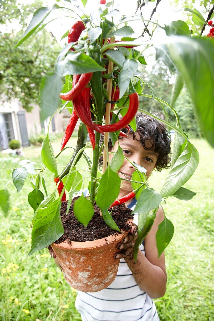 Junge mit roter Paprikapflanze